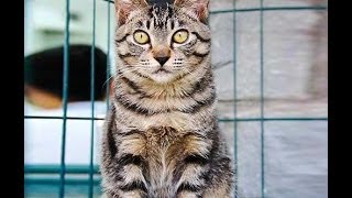 Animal Planet  :  Cats 101 ~ Chinese Li Hua