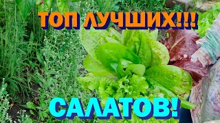 Самый урожайный, самый красивый, самый вкусный! Выбираем лучшие листовые салаты сезона 2021