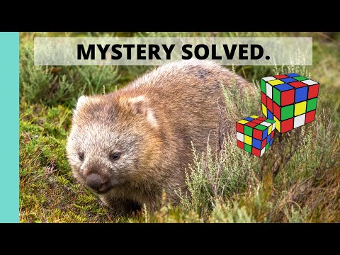 Vidéo: Le Mystère Du Caca En Forme De Cube Du Wombat A été Résolu