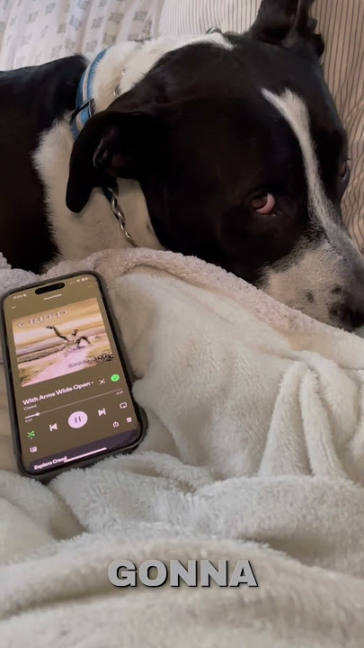 Showed my dog Creed and now we both need therapy 😭 #90srock #dogsoftiktok #creed #armswideopen