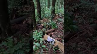 Unveiling the Truth Behind the Fairy Tale