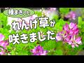 【種まきしたレンゲ草が咲きました】 ヒョロヒョロなのが残念だけど花は可愛い