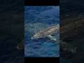 At the most critical moment, did this mother abandon her child? #wildlife #animals #shorts