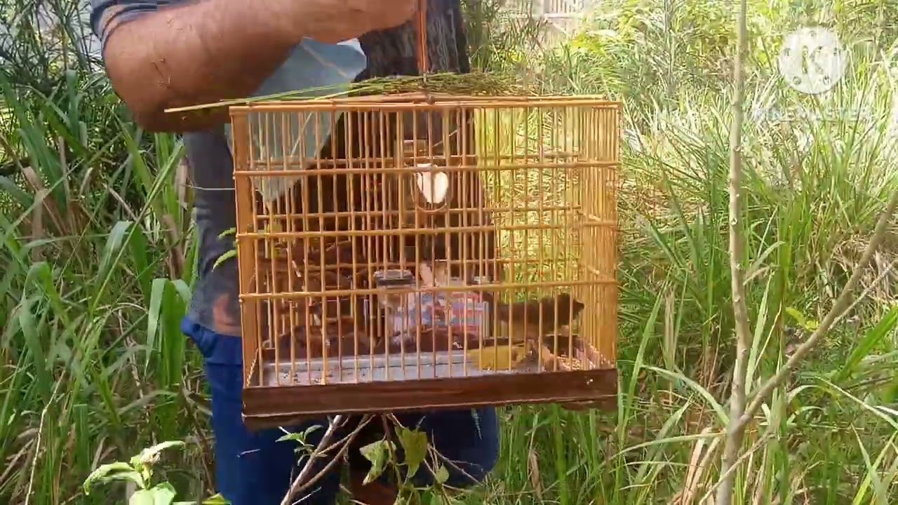 🐥🔯CURIO PARDO PELEZINHO SE METEU NUMA CONFUSÃO TERRÍVEL👹👺👹👺👹👺