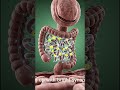 “Inside the Body: Effects of Excess Juice Consumption”