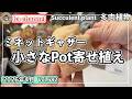 682{多肉植物} 小さなPotの寄せ植えは多肉が少しで可愛く出来上がるので手持ちの少ない方でも気軽に作れます【多肉事】【カット苗】【ba多肉】【baチャンネル】【Succulent】