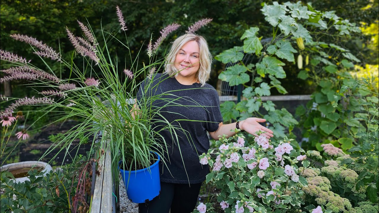 Fall Planting of Karley Rose Ornamental Grass & Sugar Tip Rose of Sharon! Gardening & Yard Work