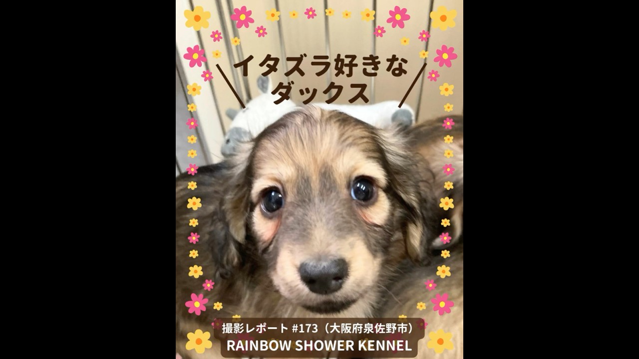 PICTWANカレンダー2027 ダックスフンド【S判】