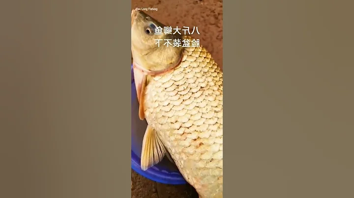 FISHING VIDEO 🔴 This year's crucian carp record, the 0.6 sub-line slipped for more than ten minute - DayDayNews