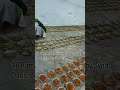 28th ramzan iftar chirag dilli dargah sharif New Delhi #food #roza #qawwaliyan #delhicitytour #vlog