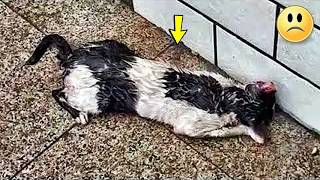 L'homme a arrêté la voiture et a jeté le chaton malade sous la pluie..