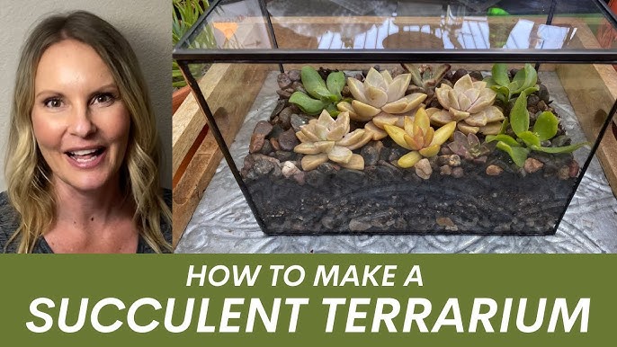 How to Make a Desert Terrarium (Step-by-Step) + Ideas - Terrarium Tribe