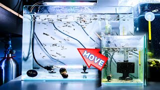 MOVE TO THE BIGGER TANK! how many baby guppy fish survive after 15 days? by Rick Liu 12,213 views 2 years ago 8 minutes, 6 seconds