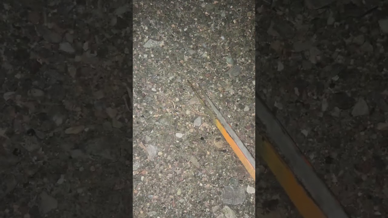 Baby rattlesnake time in Arizona!