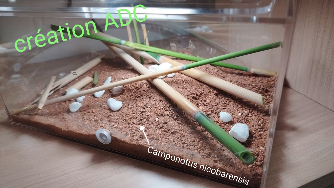 Atelier sur le thème des fourmis - '
