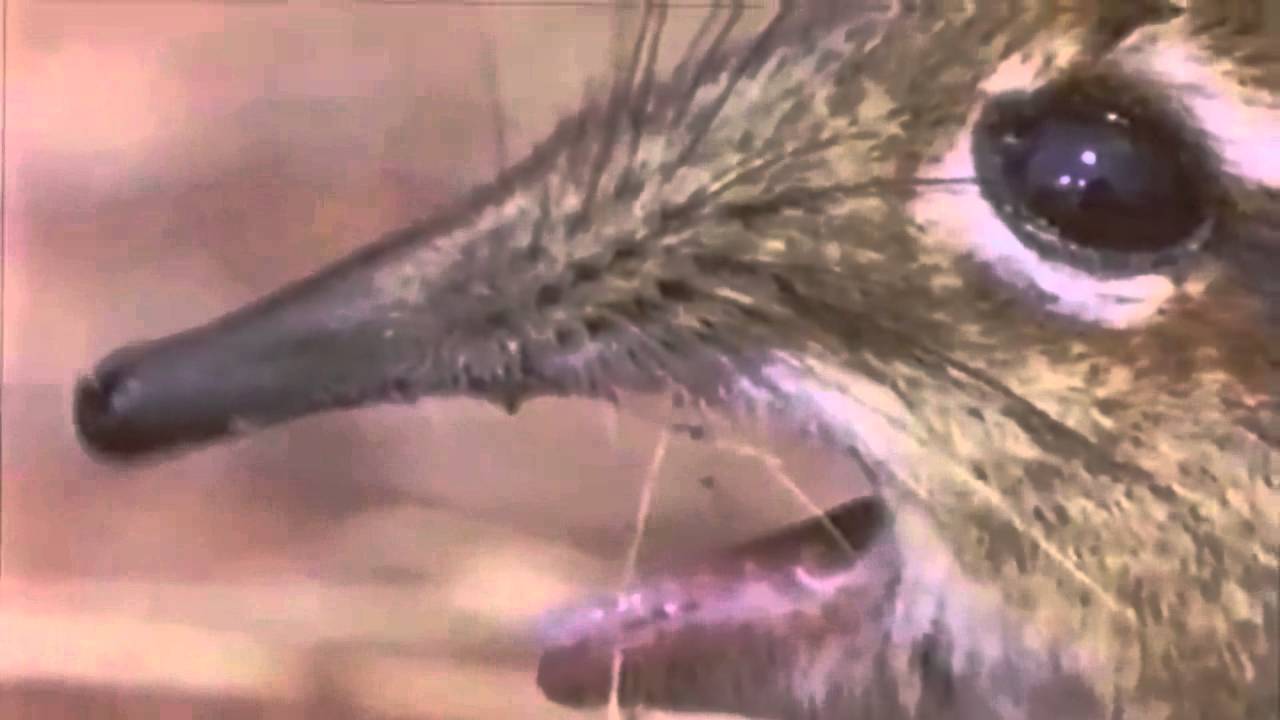 Take A Closer Look At That Snout Opera