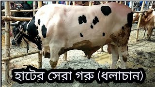 Big Cow Market In Dhaka Bangladesh Gorur Haat 2018