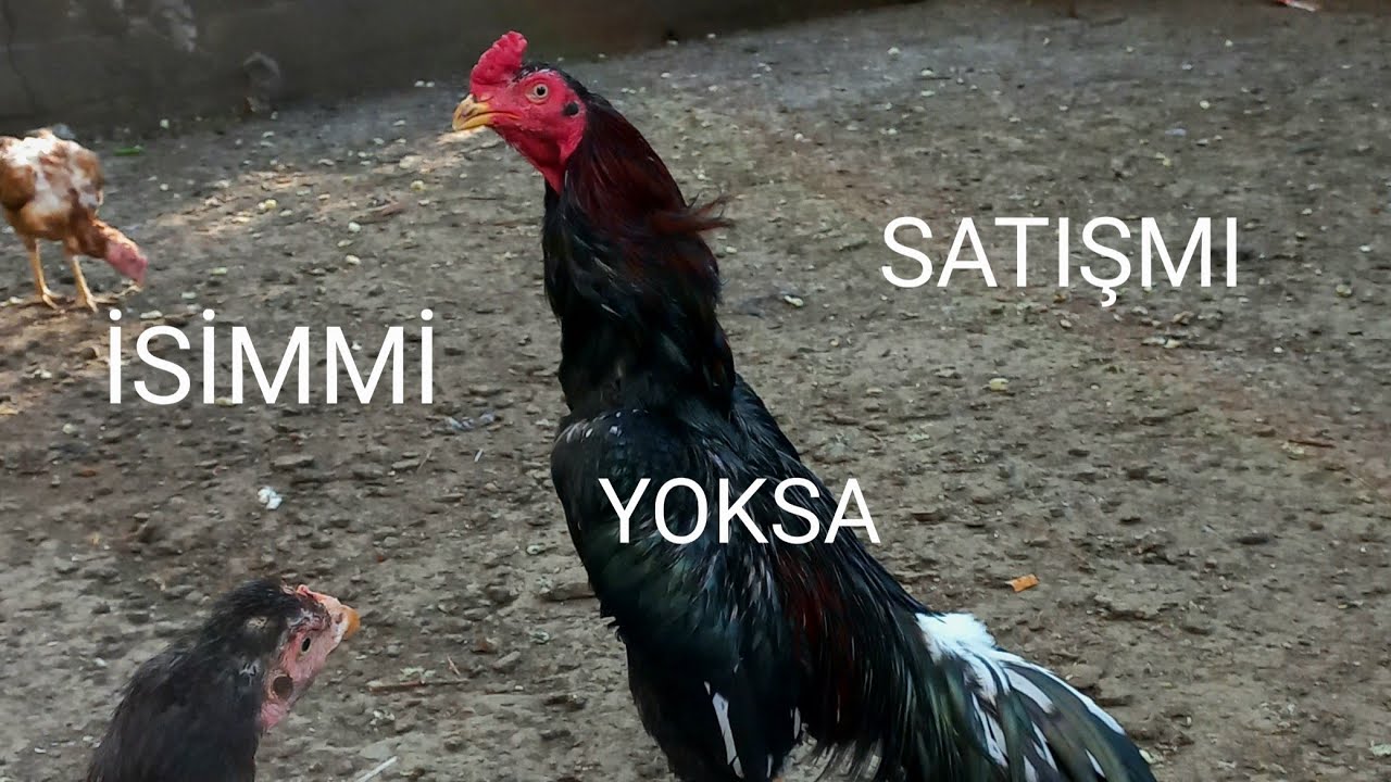 # 140 # HANGİ HOROZ İSİM HANGİ HOROZ SATIŞ YAPTIRIR???