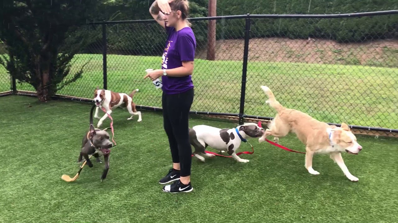 Dogs Playing YouTube