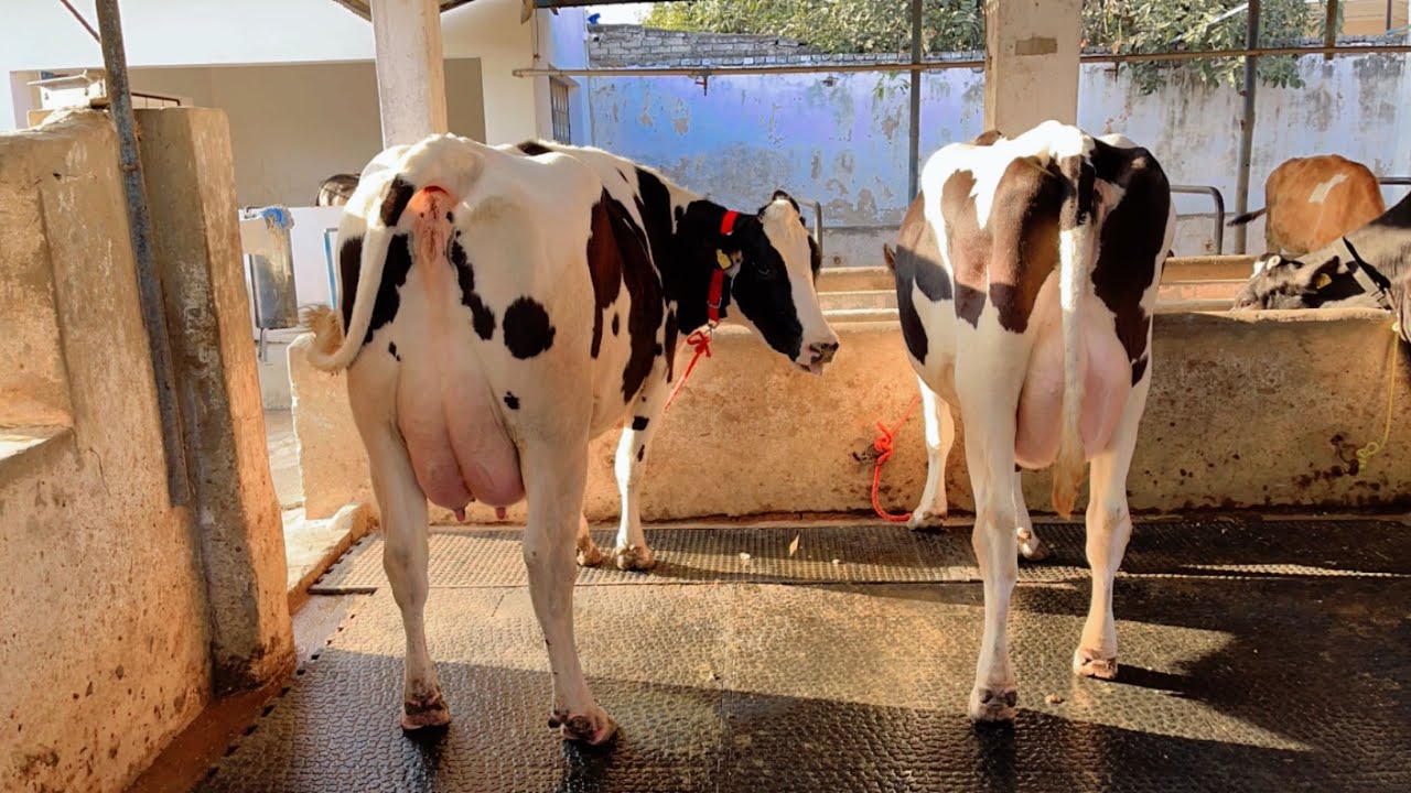 Extraordinary🔥competition level High Milker🏆40to60+Milk Capacity🥇HF Cows For Sale 81948~44494🤙🏻#cow 