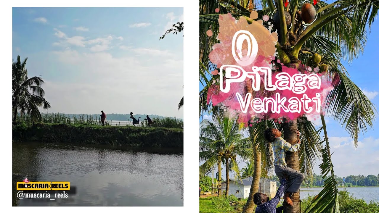 o-pilaga-venkati-youtube