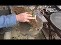 Bonsai master repot the maple tree with a stone. Part 2.