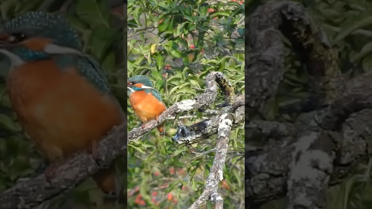 Vodomec (Alcedo atthis)