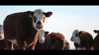 Canada's National Beef Strategy (teaser)