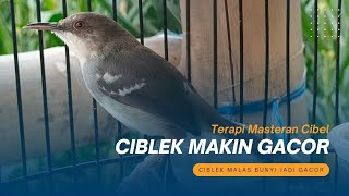 Terapi Masteran Ciblek Kristal Bren Masteran Ciblek Bren