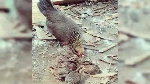 Suab Poj qaib tsauj me nyuam 2019