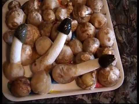 Грибы Веселки Как собирают Веселки Как приготовить Настойку - YouTube