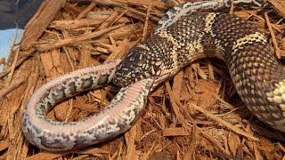 FEEDING MY KING-SNAKE INVASIVE PYTHON ! WILL HE EAT ?!