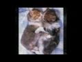 A cat diary