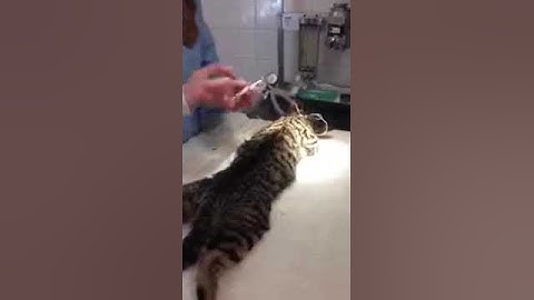 Watch a cat get microchipped