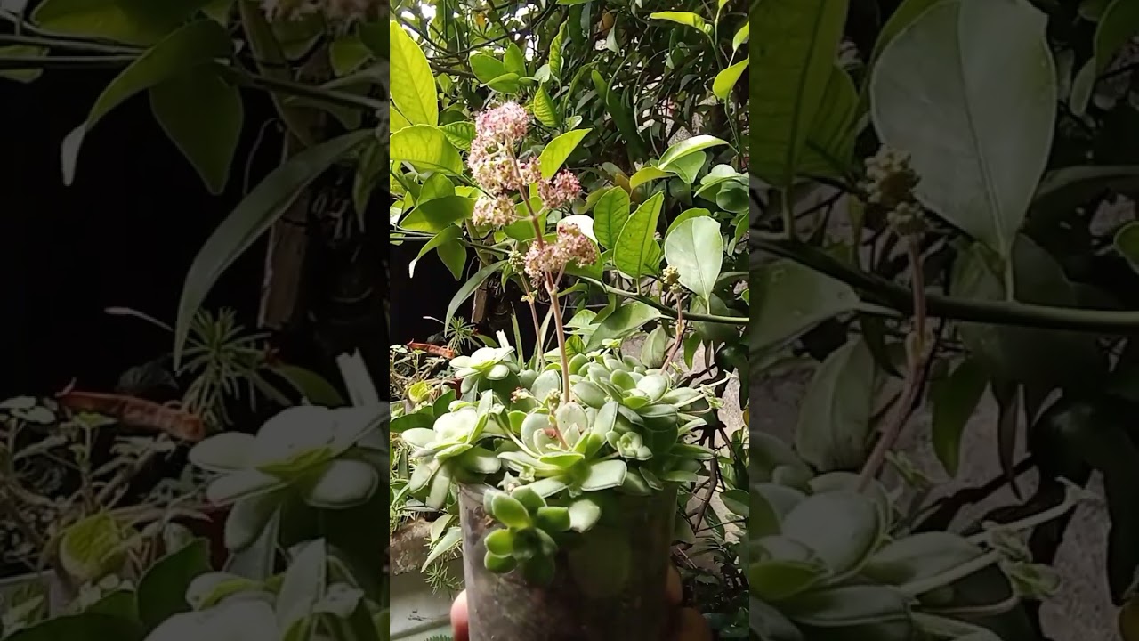 Orostachys malacophylla 