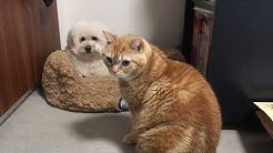 トイプードル ぼん Youtube