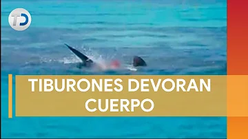 ¿Hay tiburones blancos en Puerto Vallarta?
