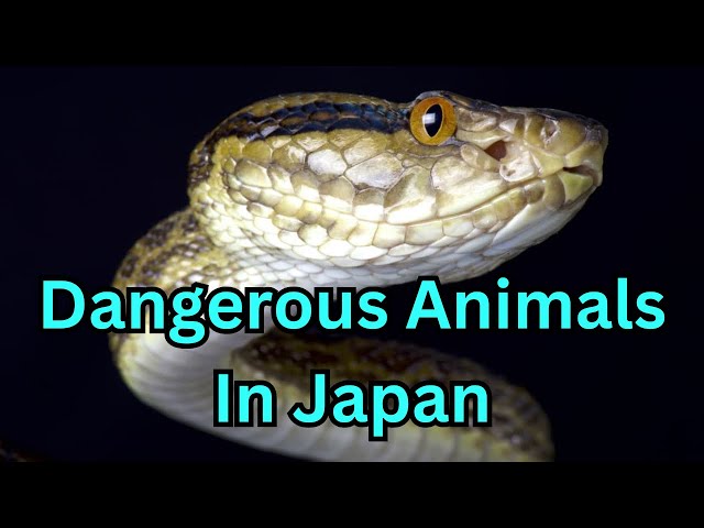 Types Of Japanese Scary Animals