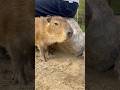 くんくん探検中🐽♬ #capybara #カピバラ #cute