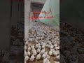 تربية الدواجن البيضاء عمر 26يوم اكسبلور طيور دجاج Birds 