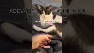 #pisici #catshorts #cat #pisică #pisica #pisicute #snowshoecat #catbehavior