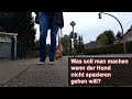 Was soll man machen wenn der Hund nicht spazieren gehen will? | Cane Corso | Vlog 88