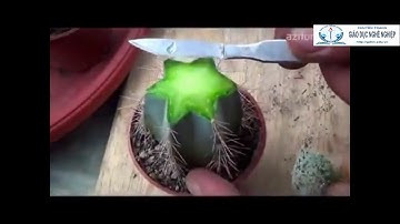 Nông nghiệp: Kỹ thuật ghép cây xương rồng - Đơn giản, dễ làm