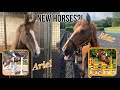 I GOT TWO NEW HORSES!? Let me explain…