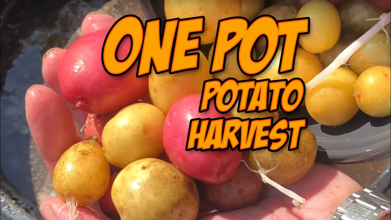 One pot potato patch harvest. You can grow potatoes at home in a bucket