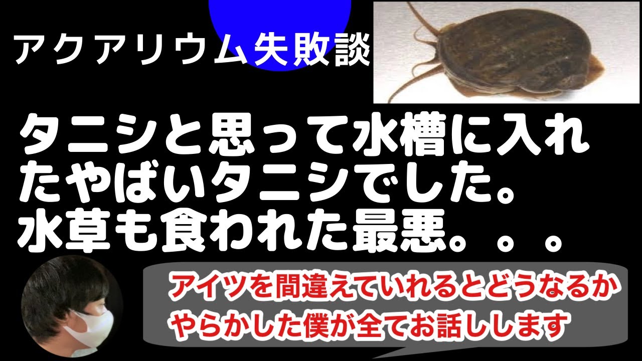 アクアリウム失敗 タニシと思って入れた貝が全然違う貝で水槽の水草崩壊 僕の失敗談全てお話しします Youtube アクアリウム失敗 タニシと思って入れた貝が全然違う貝で水槽の水草崩壊 僕の失敗談全てお話しします Youtube