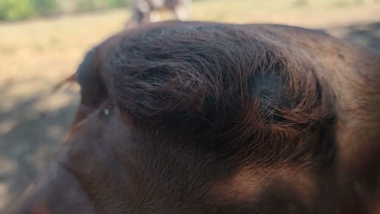 ALTA GENÉTICA...Hermosos...