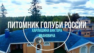 видео: САМЫЙ БОЛЬШОЙ ПИТОМНИК ГОЛУБЕЙ КОТОРЫЙ Я ВИДЕЛ. Бакинцы,Ленинаканцы,Николаевские,Чайки,Монахи и тд.. картинка: САМЫЙ БОЛЬШОЙ ПИТОМНИК ГОЛУБЕЙ КОТОРЫЙ Я ВИДЕЛ. Бакинцы,Ленинаканцы,Николаевские,Чайки,Монахи и тд..