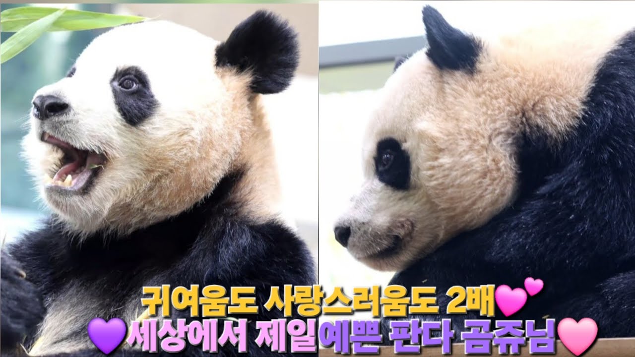 EP.61 보는 순간 자동미소😁지친 하루를 달래주는 고마운 💜루이와 후이🩷 #루이바오 #후이바오 #판다월드 #panda 