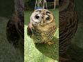 「可愛い」にお返事するフクロウのみるちゃん